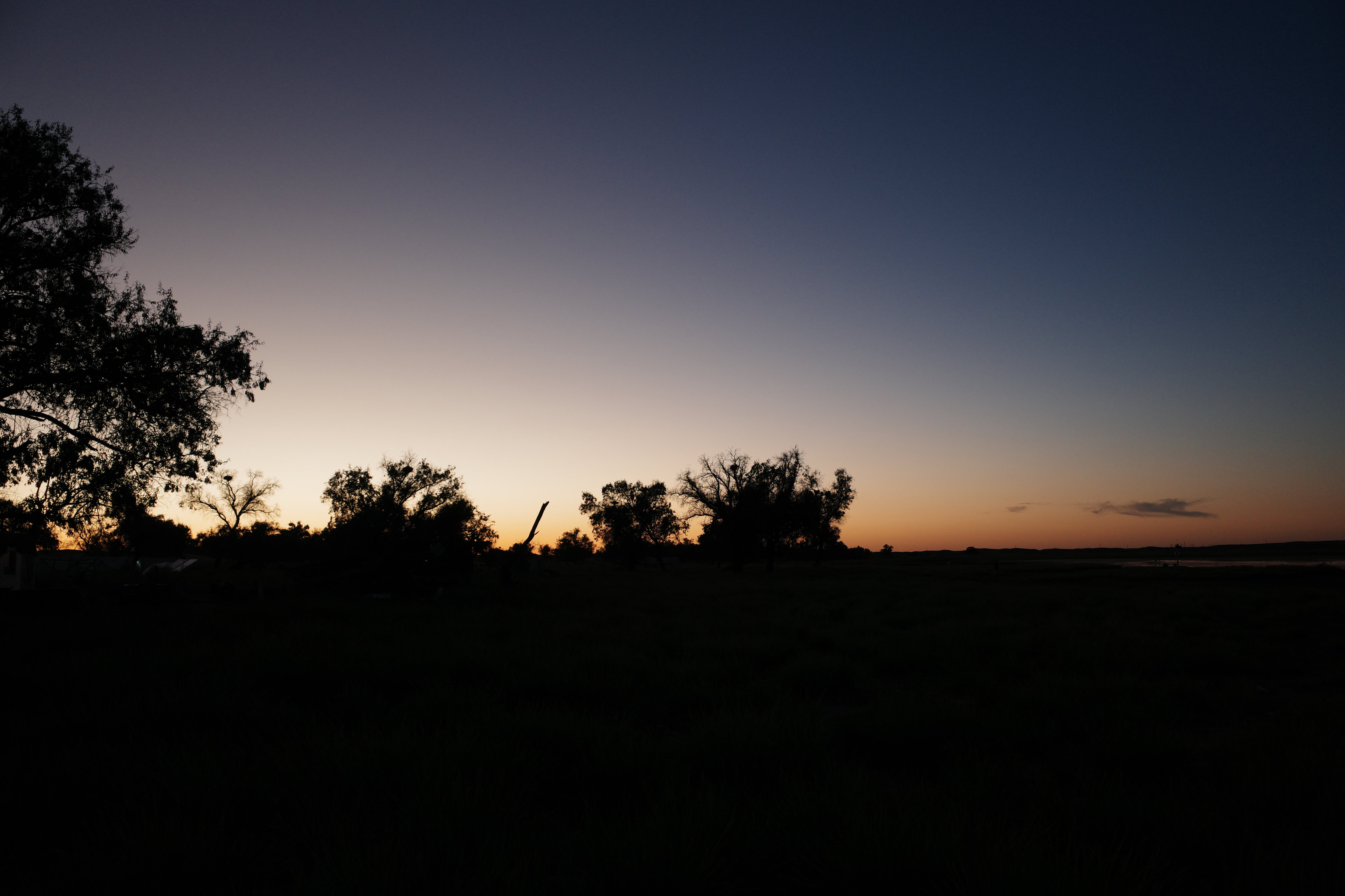 Silhouetted desert trees against a blue-to-orange dusk sky