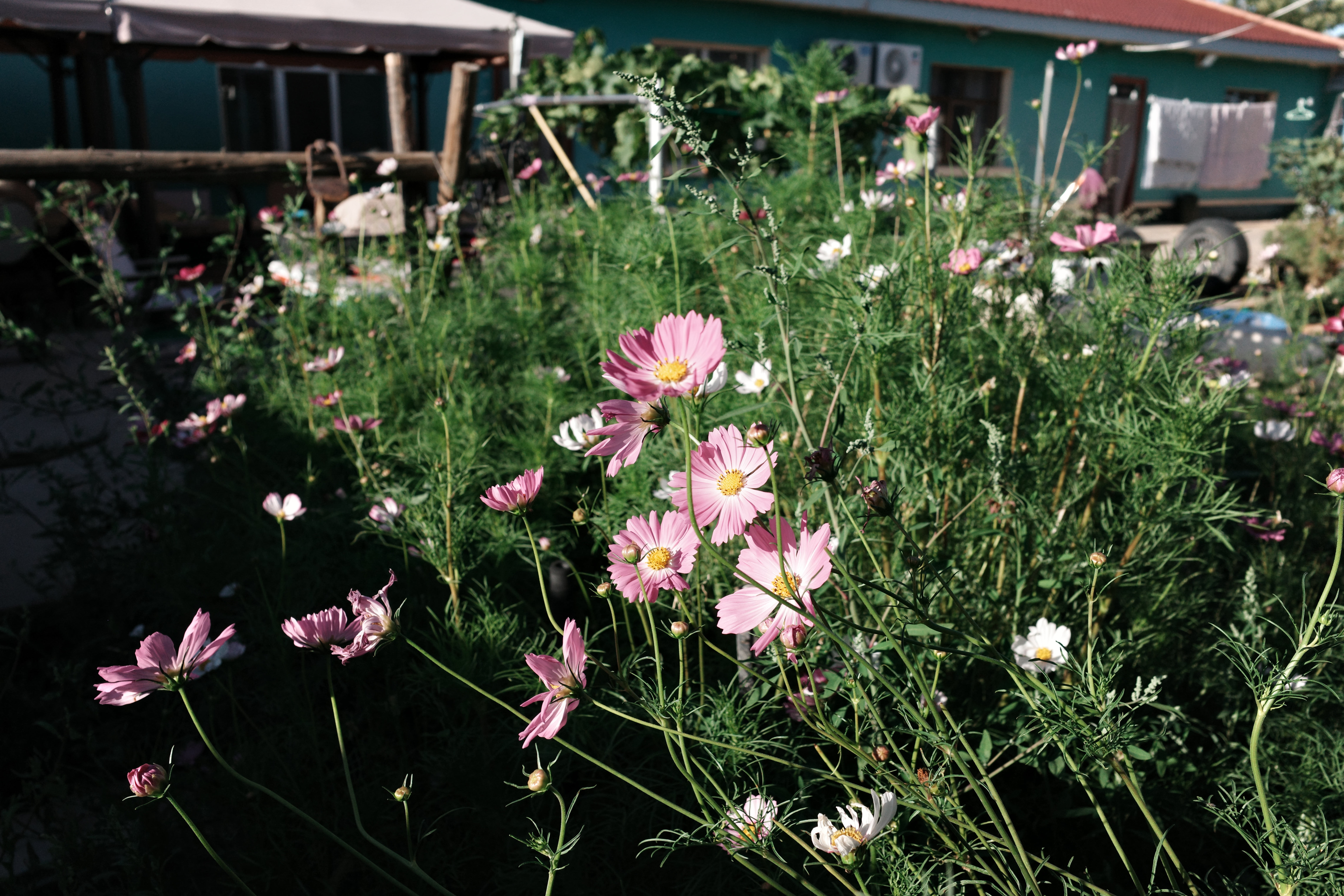 Pink and white cosmos flowers growing tall in a village yard