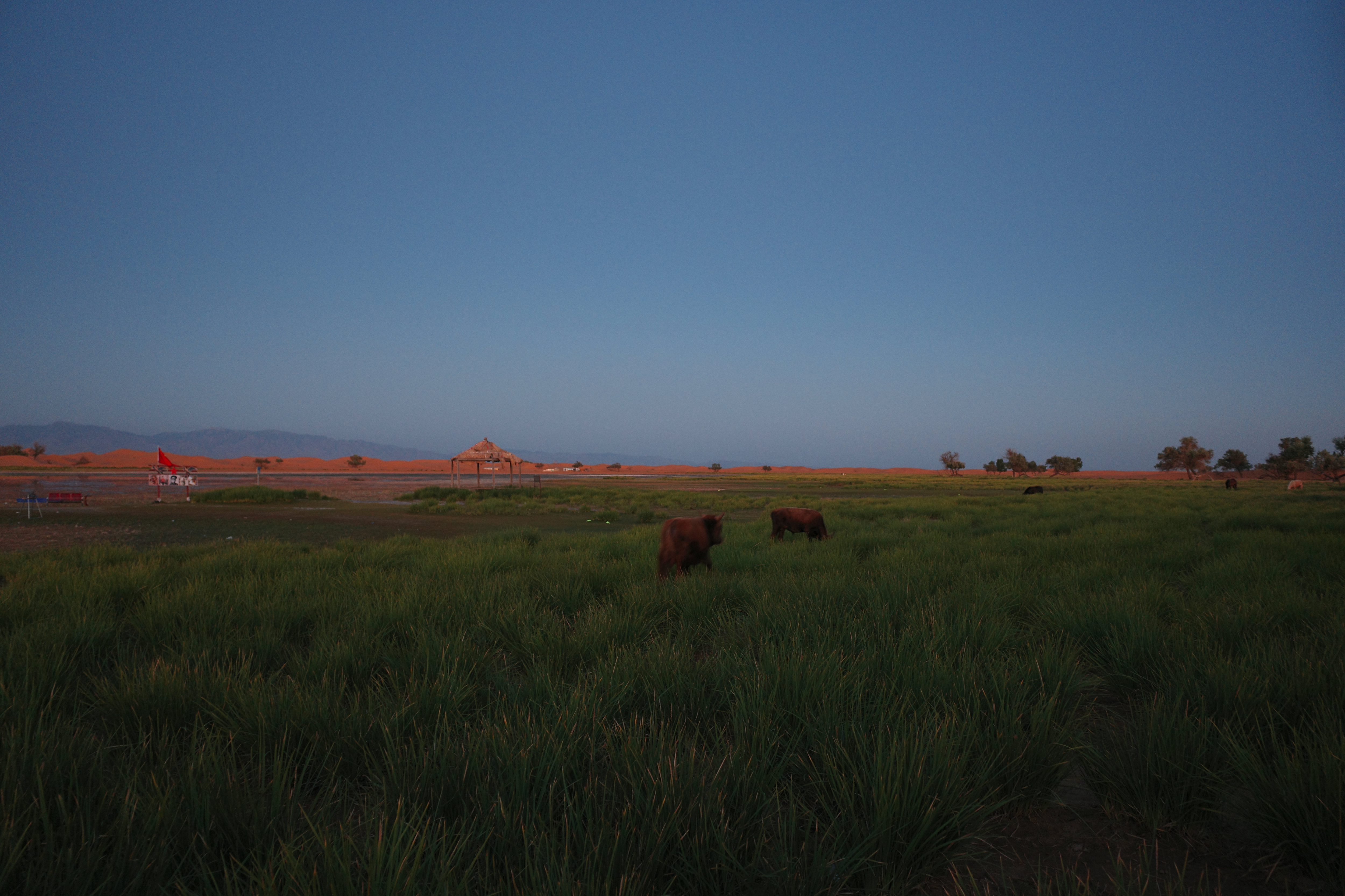 Two cattle grazing in green wetland grass at dusk, a thatched shelter and dunes beyond
