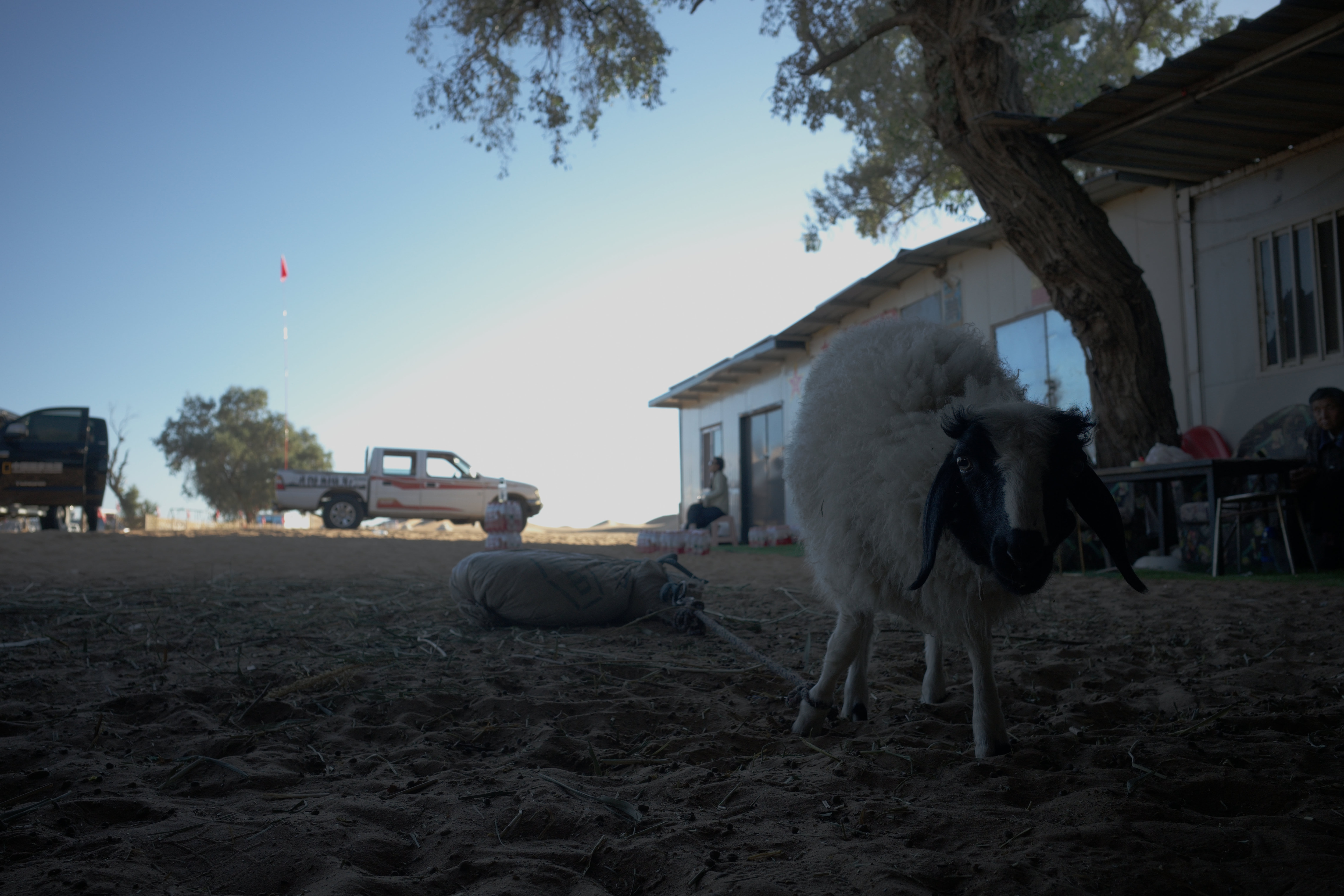 A black-faced sheep facing the camera on a leash in the sand