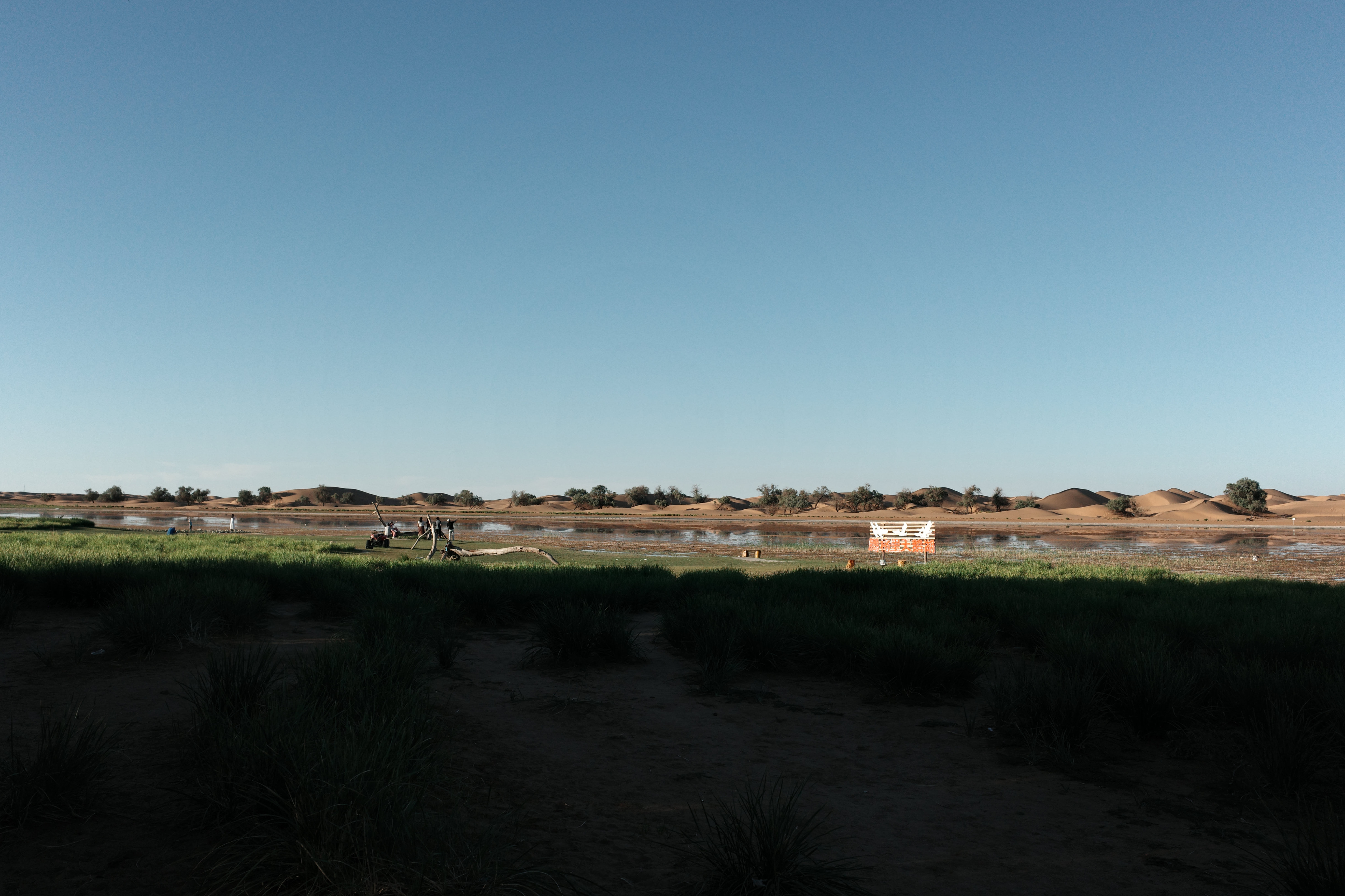 Wide view of a desert oasis wetland with scattered trees and dunes along the far shore