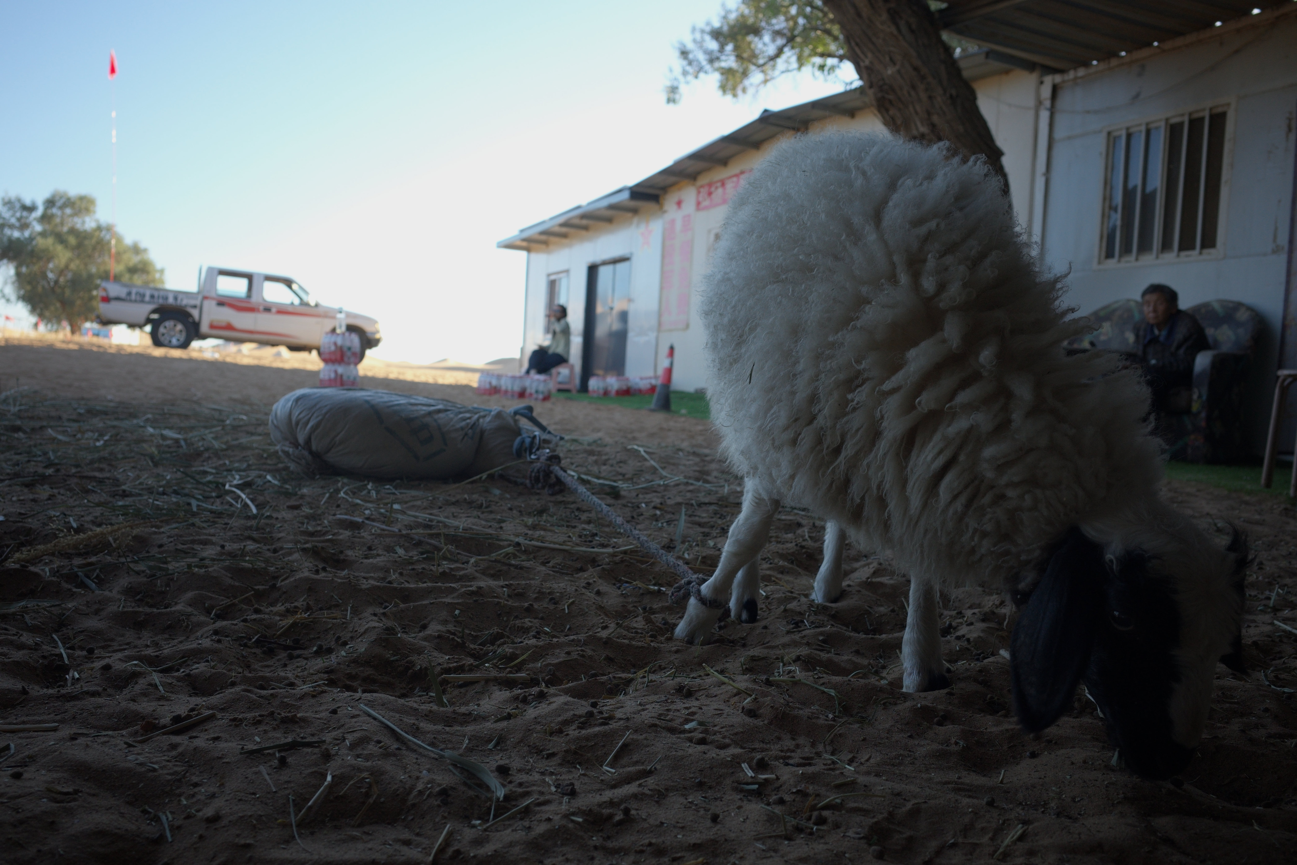 A tethered sheep seen from behind outside a desert-camp building