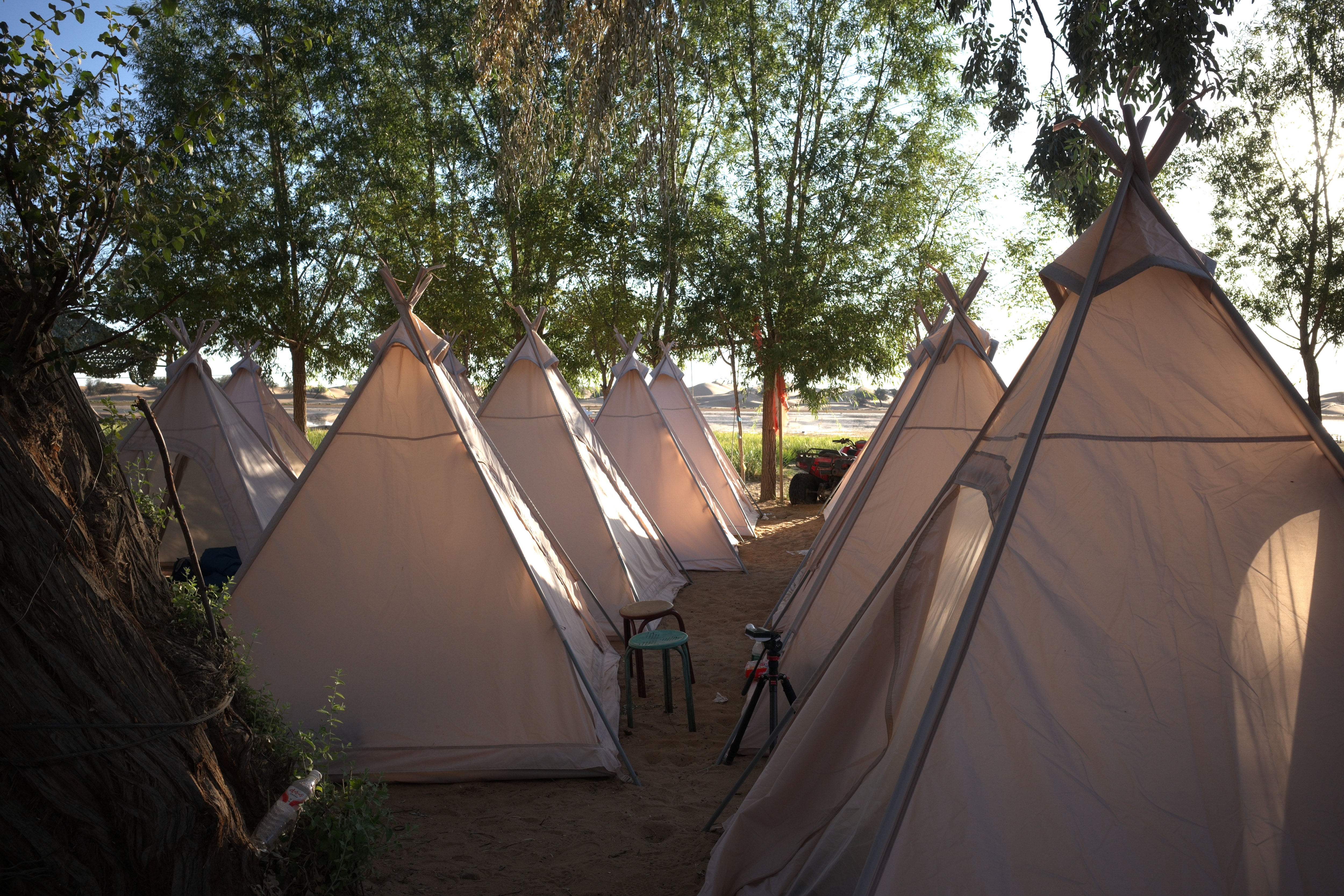 Walking between teepee tents lit by morning sun filtering through willow trees