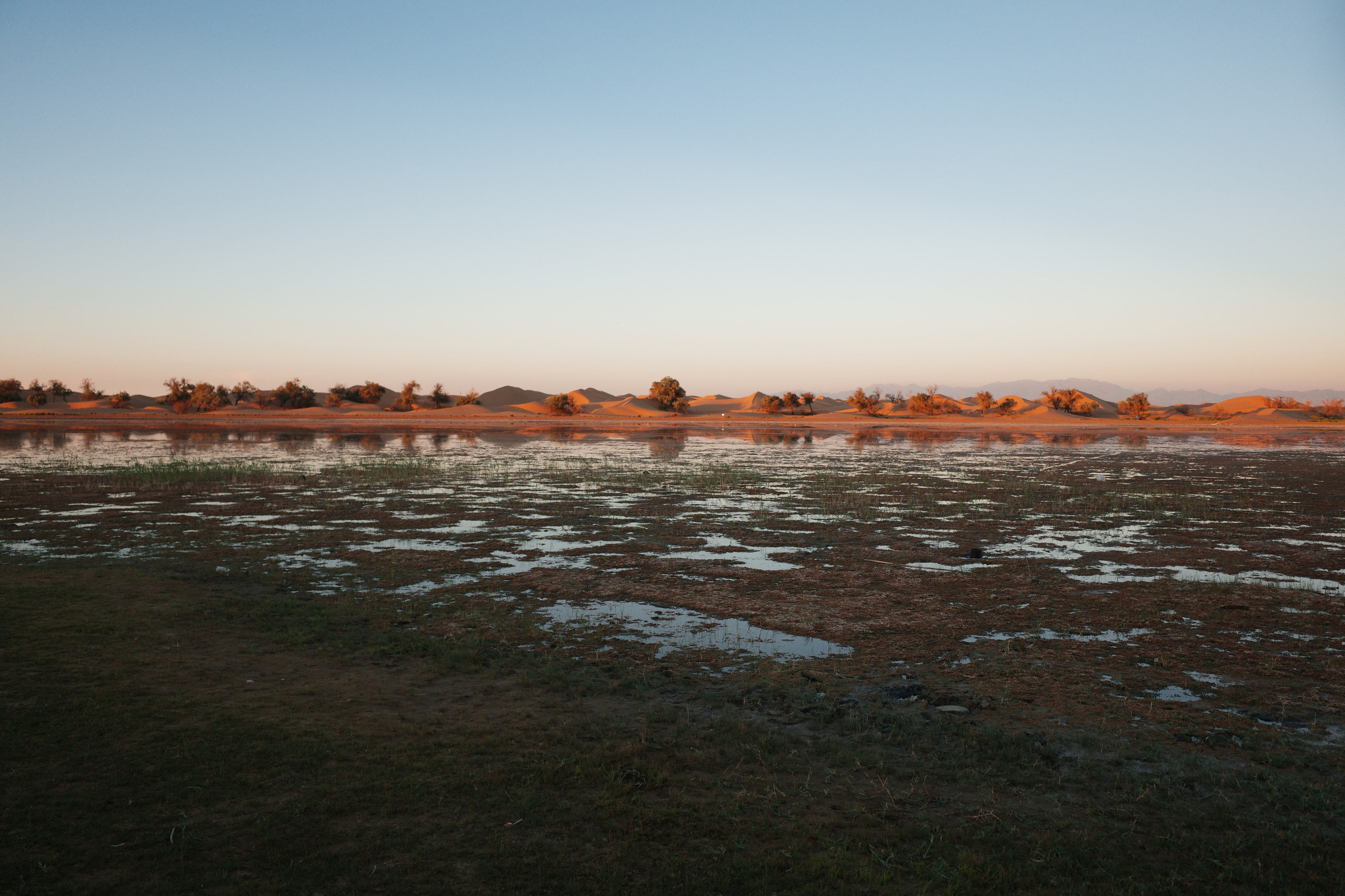 Desert oasis at sunset, dunes and trees glowing orange, reflected in still wetland water