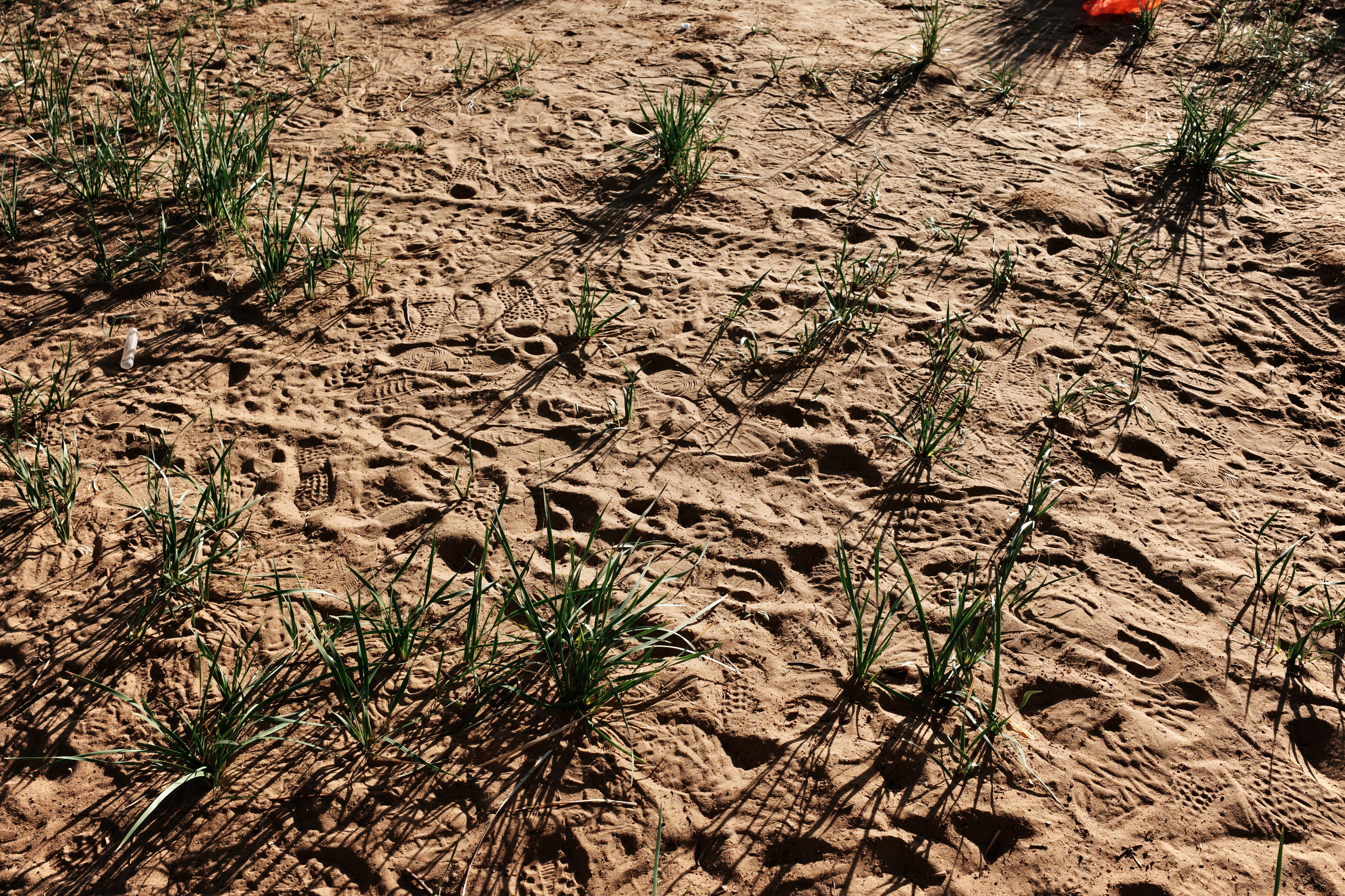 Close view of footprints and sparse green grass tufts in the sand