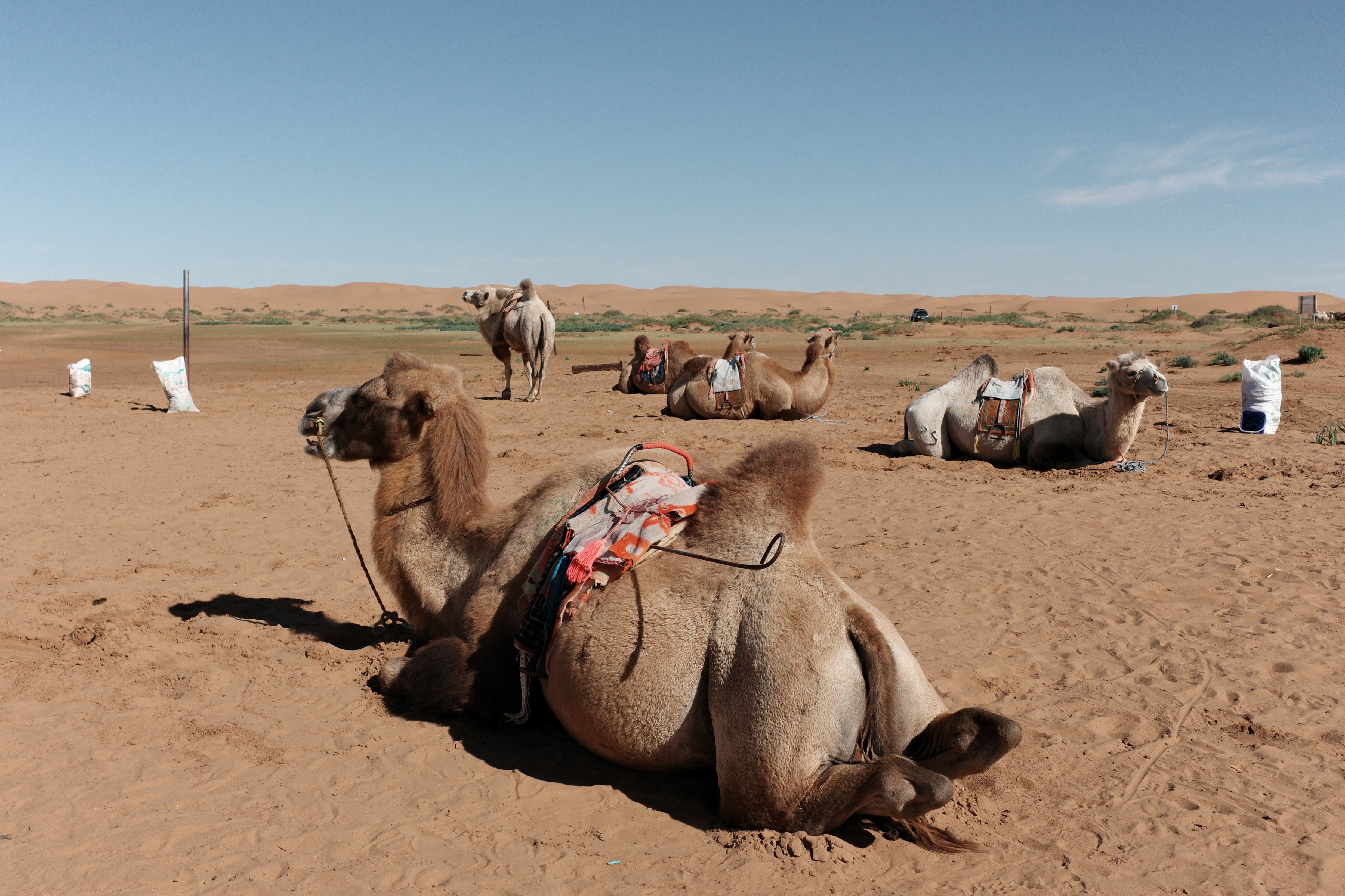 Two Bactrian camels resting in the sand wearing colorful saddle blankets, more camels behind