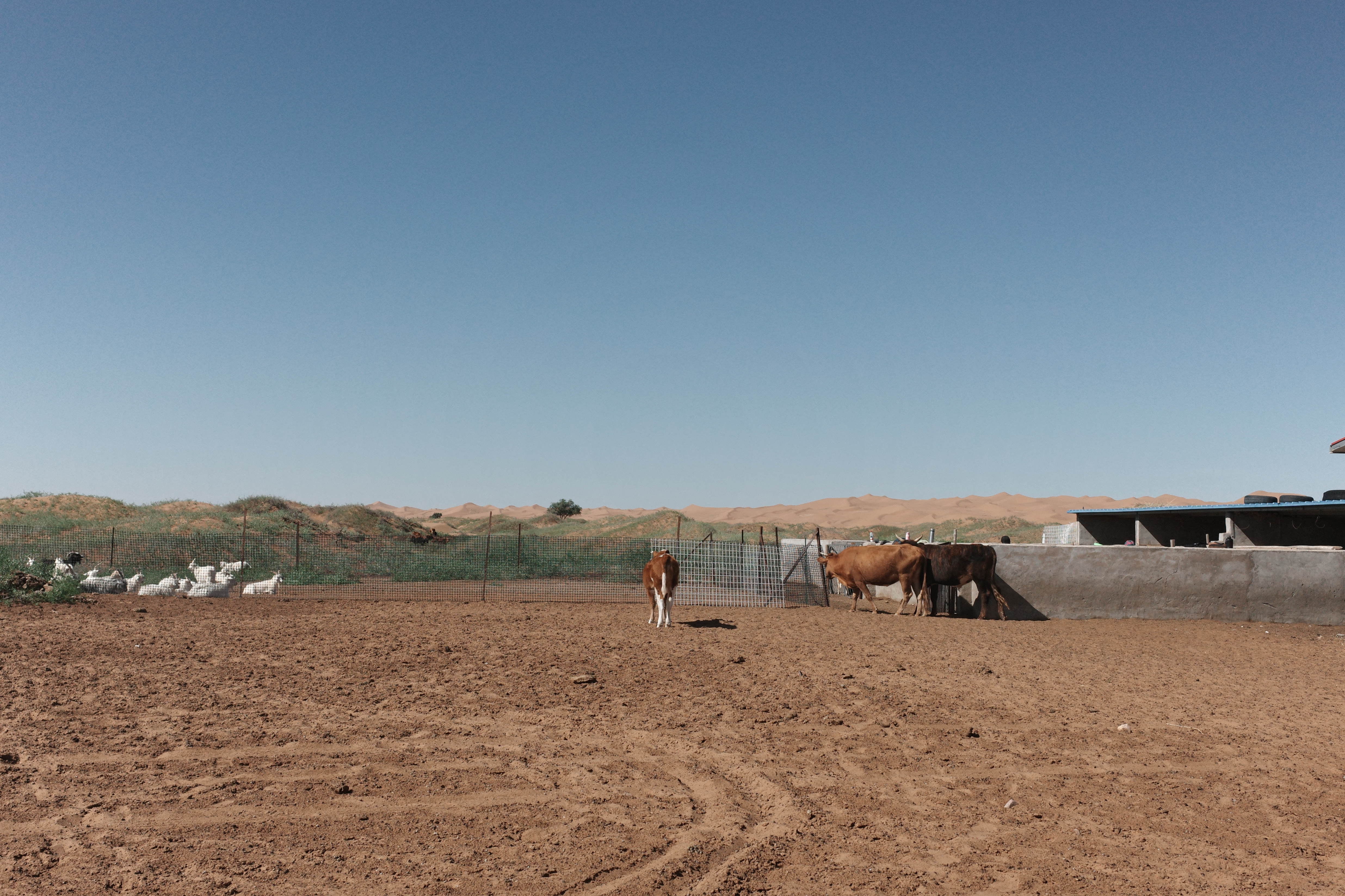 Goats and cattle in a fenced pen with dunes and a green ridge behind